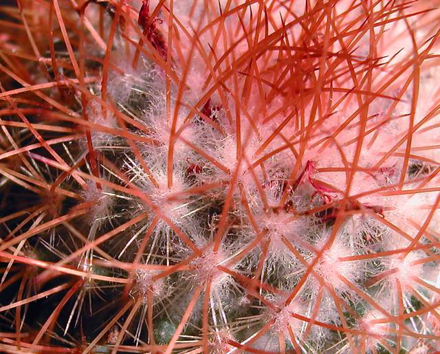 Mammillaria sulfurea (2).jpg
